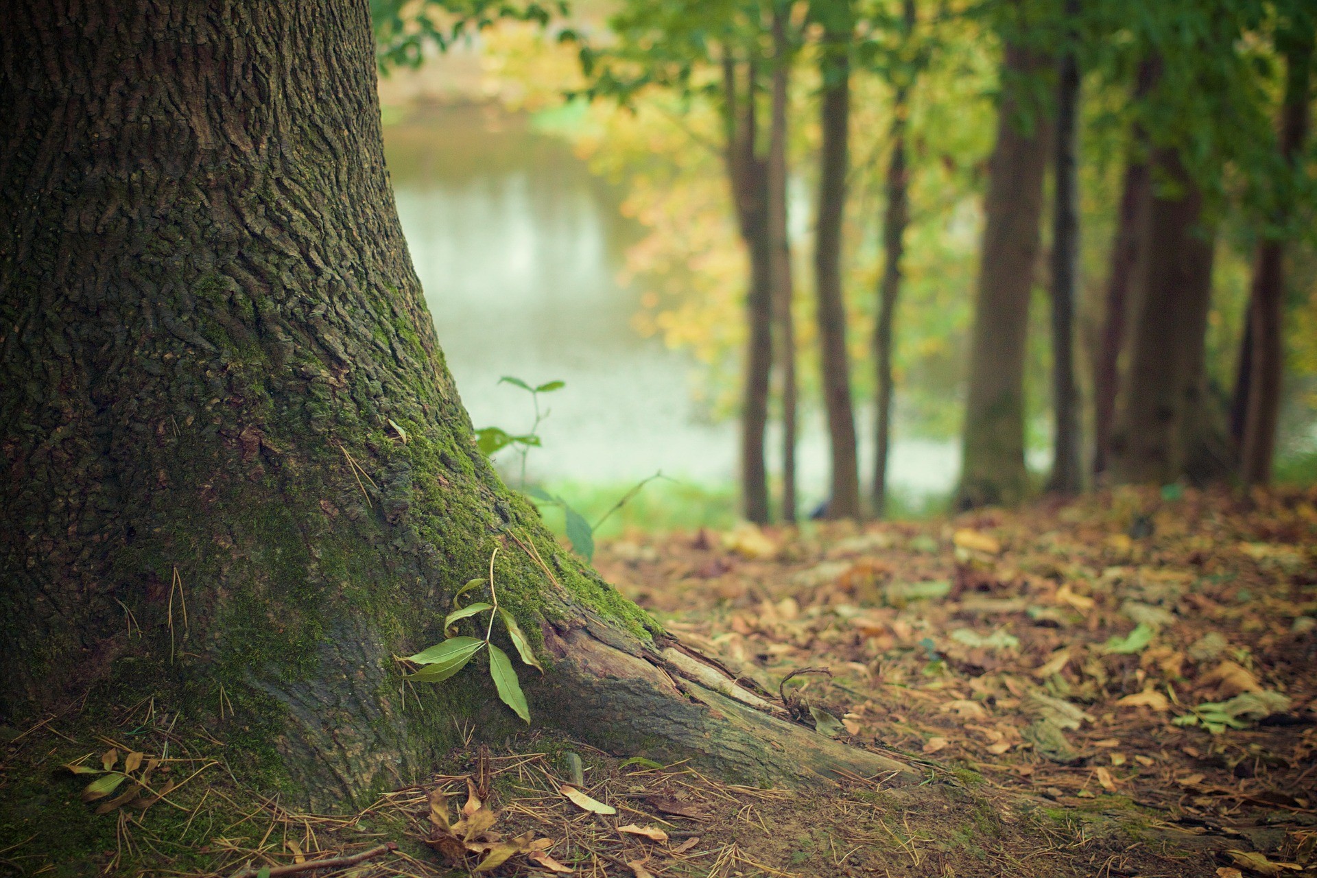 forêt avec tronc en gros plan